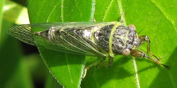 Cicada