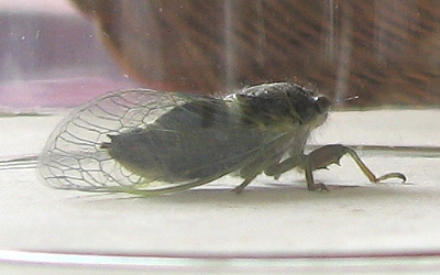 Cicada