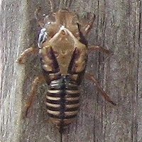 Cicada