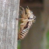 Cicada