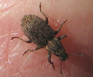 Clover Weevil