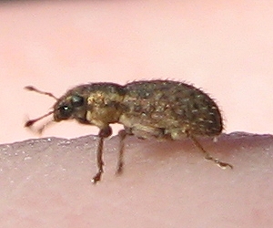 Clover Weevil