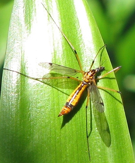 Crane Fly