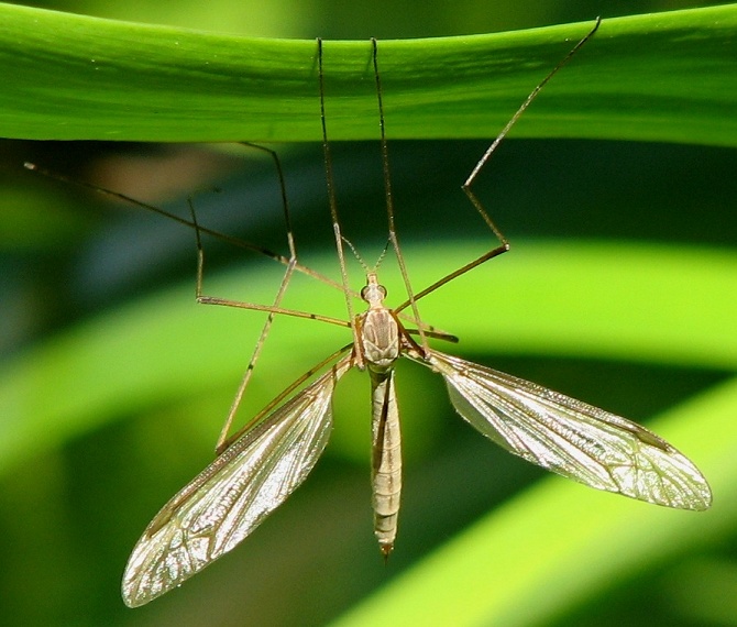 Crane Fly