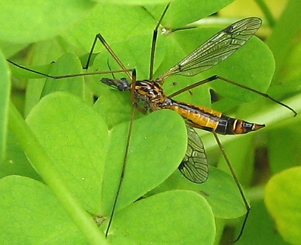 Crane Fly