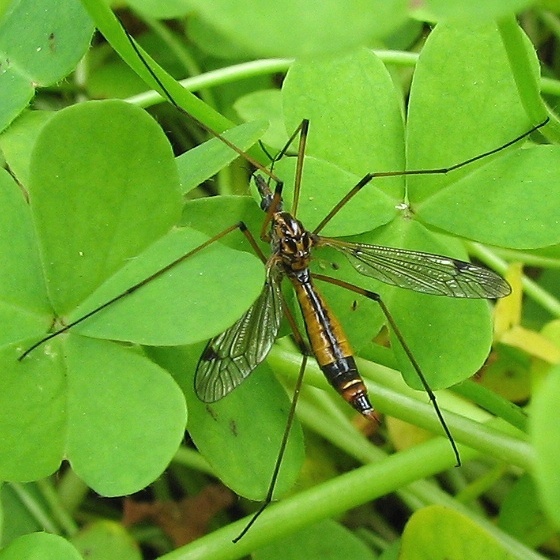 Crane Fly