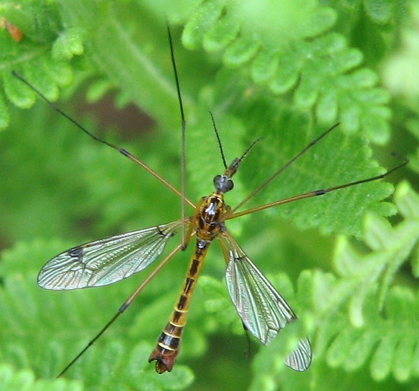 Crane Fly