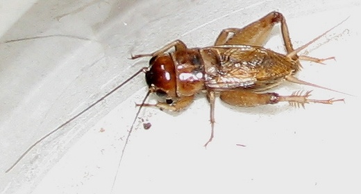 Field Cricket