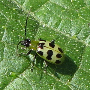 Spotted Cucumber Beetle