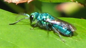 Cuckoo Wasp