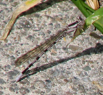 Damselfly