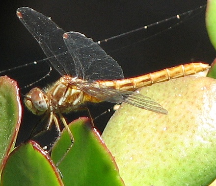 dragonfly