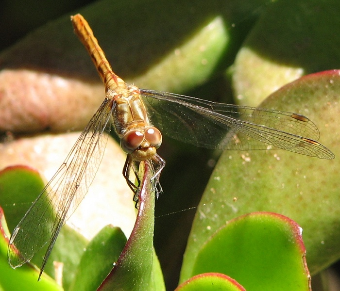 dragonfly