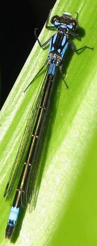 Damselfly