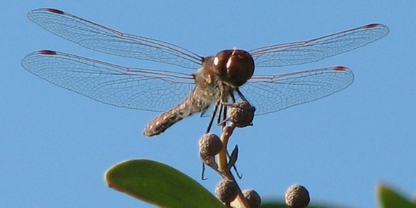 dragonfly