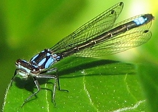 Damselfly