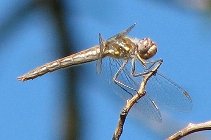 dragonfly