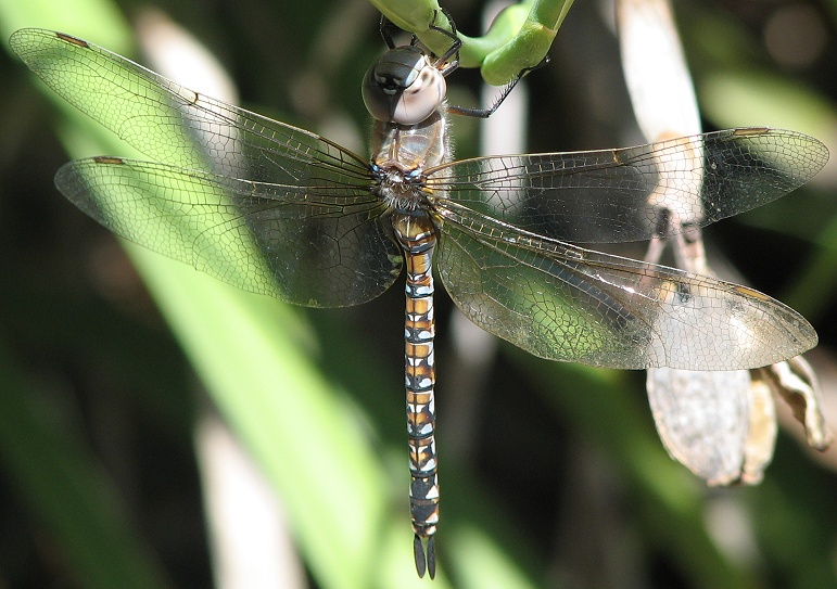 dragonfly