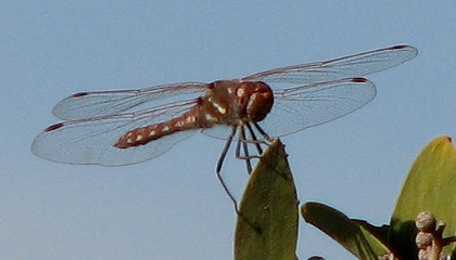 dragonfly