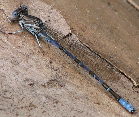 Damselfly