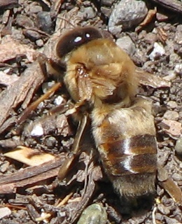 Honeybee