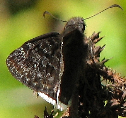 Skipper