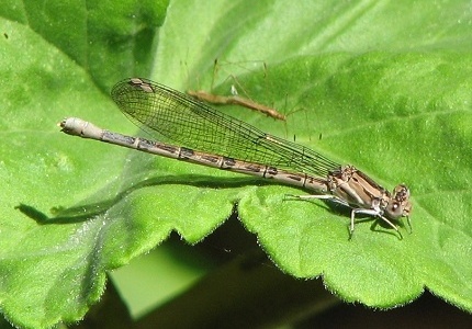 damselfly female dancer damselflies vivid dragonflies