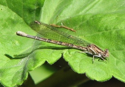 Damselfly