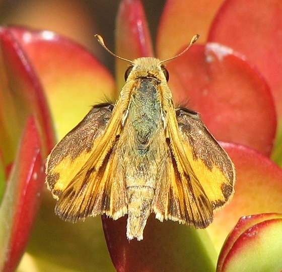 Fiery Grass Skipper