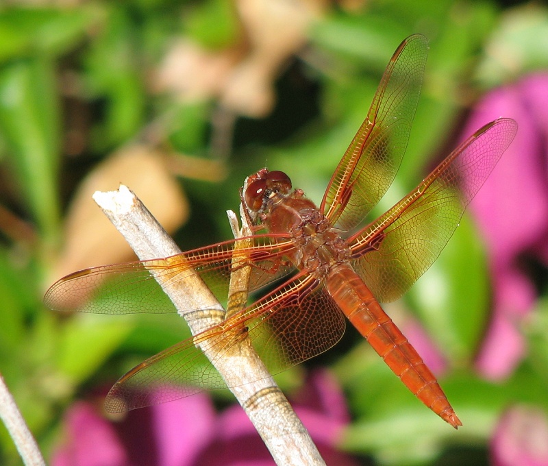 Flame Skimmer