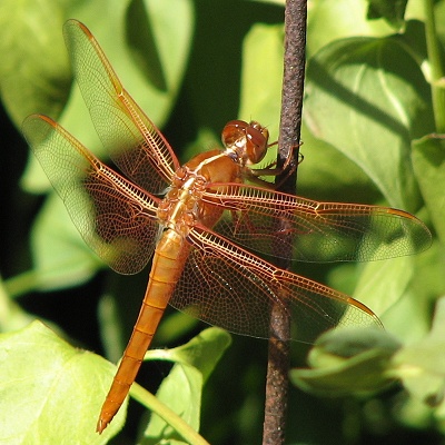 Flame Skimmer Dragonfly