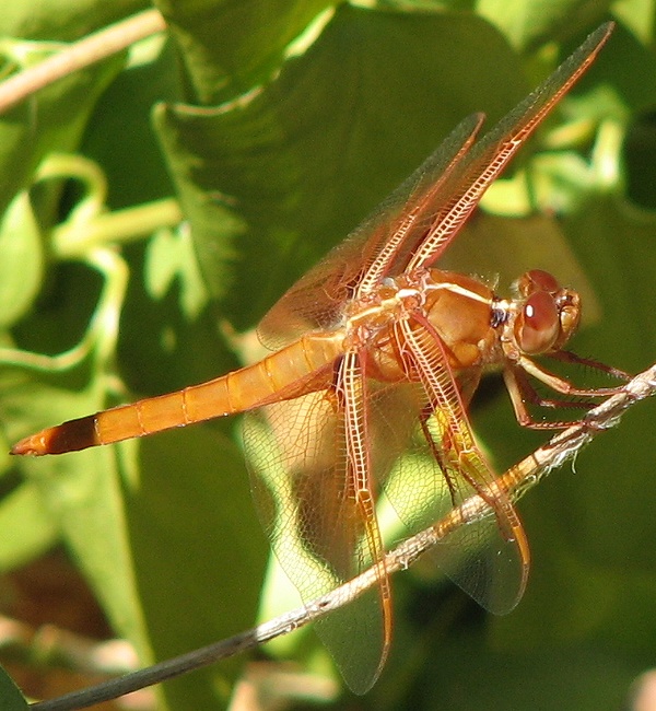 Flame Skimmer Dragonfly