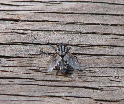 Flesh Fly