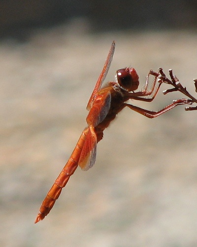 Flame Skimmer Dragonfly