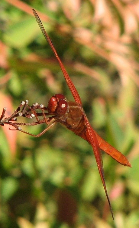 Flame Skimmer Dragonfly