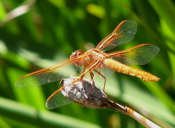 Flame Skimmer Dragonfly