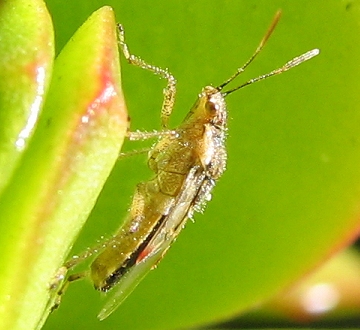 Hyaline Grass Bug