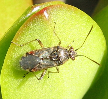 Hyaline Grass Bug