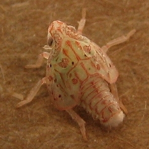 Planthopper