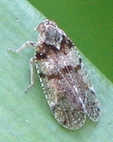 Auchenorrhyncha