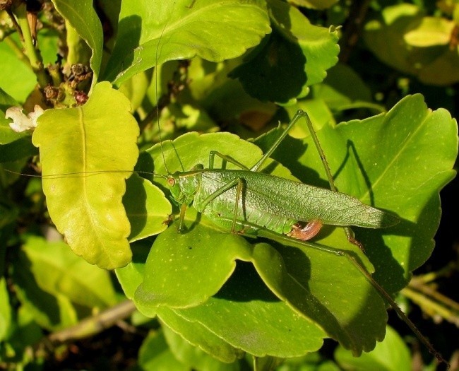 Katydid