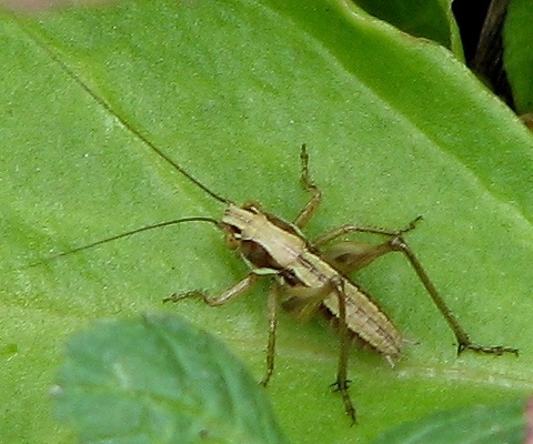 Cricket Nymph