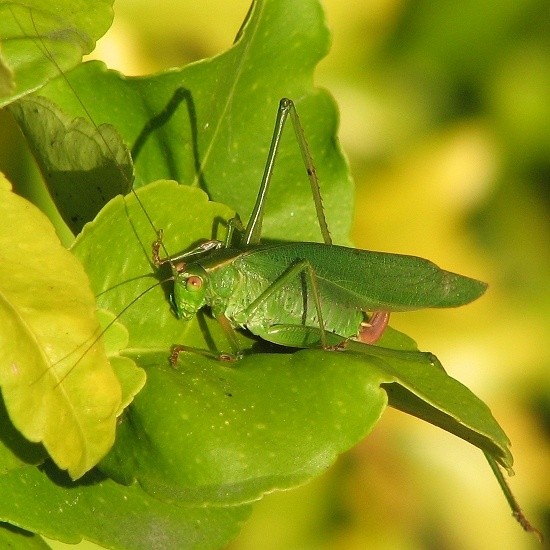 Katydid