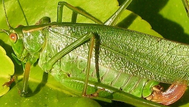 Katydid