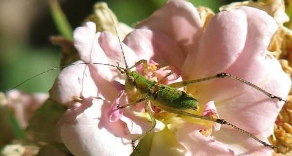 Katydid Nymph