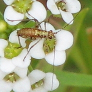 Katydid Nymph