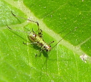 Katydid Nymph