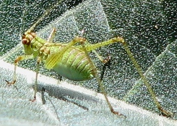 Katydid Nymph