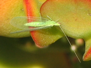 Lacewing