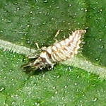 Lacewing Larva